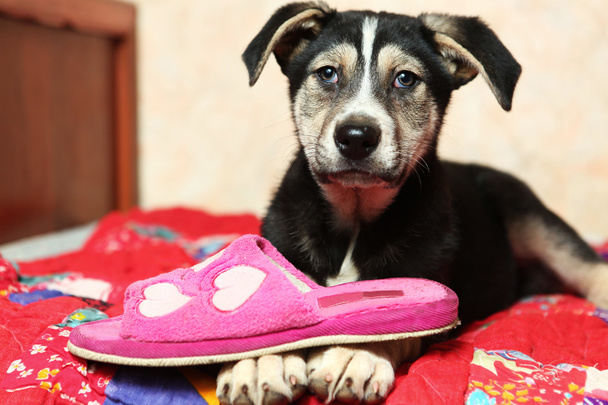 carino cucciolo di pastore sul letto con pantofola
 - Foto, immagini