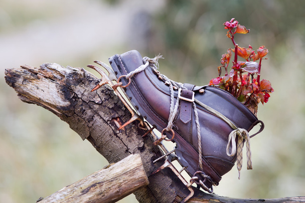 Stará bota s rostlinou - Fotografie, Obrázek