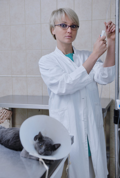 Female veterinary - Zdjęcie, obraz