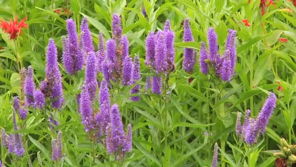 Фиолетовые цветы Вероники в саду
 - Кадры, видео