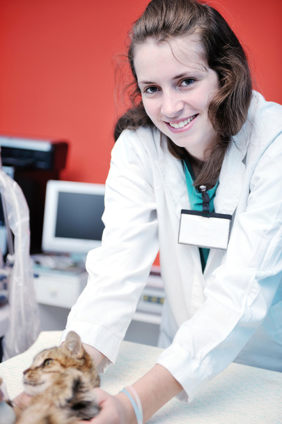 Veterinarian and assistant in a small animal clinic - Photo, image