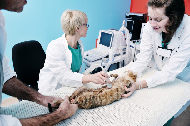 Veterinarian and assistant in a small animal clinic - Valokuva, kuva
