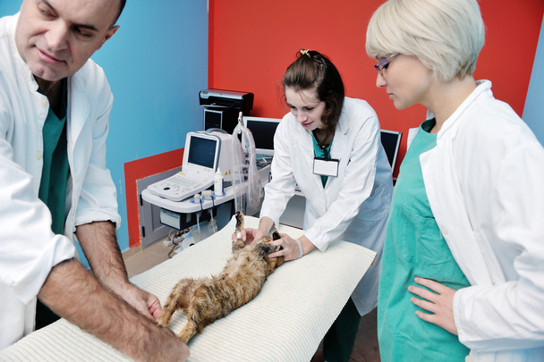 Veterinarian and assistant in a small animal clinic - Photo, image