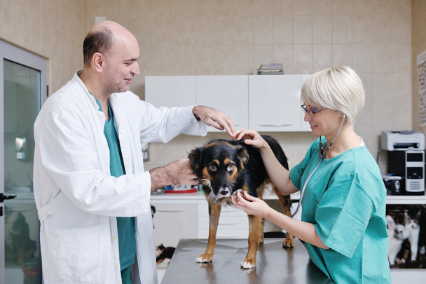 Veterinarian and assistant in a small animal clinic - Фото, зображення