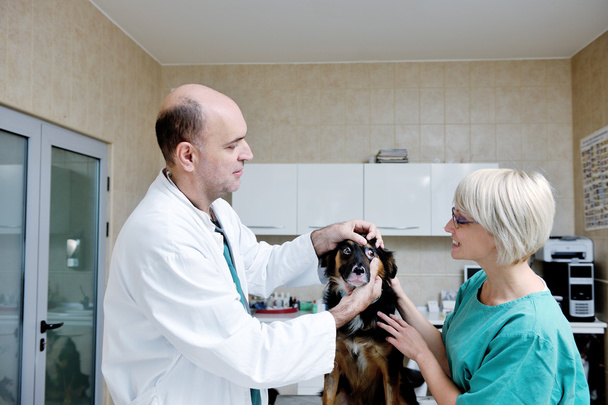 Veterinarian and assistant in a small animal clinic - Fotó, kép