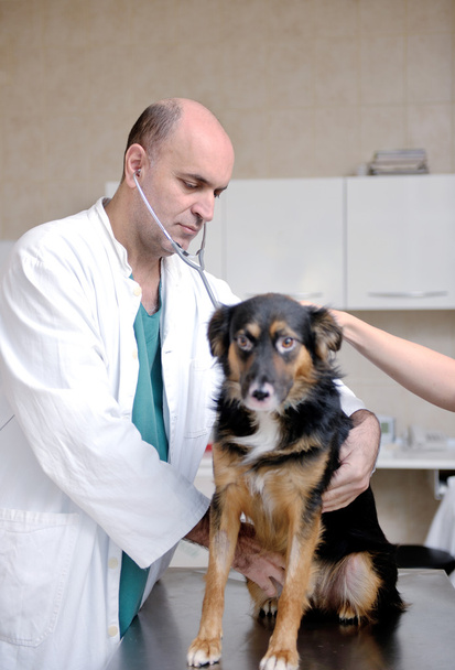 Veterinarian and assistant in a small animal clinic - Valokuva, kuva