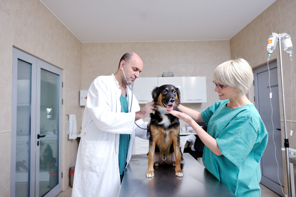 Veterinarian and assistant in a small animal clinic - Fotografie, Obrázek