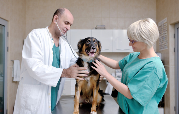 Tierärztin und Assistentin in einer Kleintierklinik - Foto, Bild