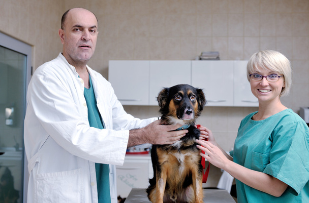 Ветеринар та асистент у маленькій клініці для тварин
 - Фото, зображення