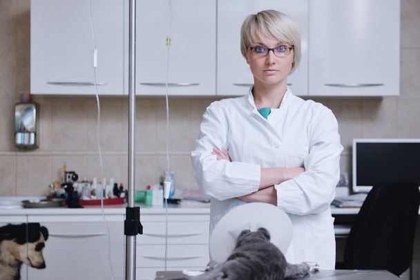 Female veterinary - Photo, Image
