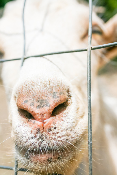 Коза цікаво ніс
 - Фото, зображення