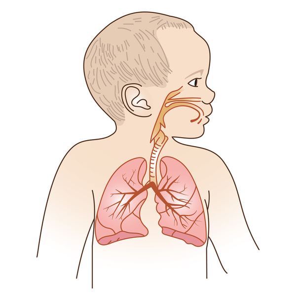 Régime respiratoire de l'enfant
 - Vecteur, image