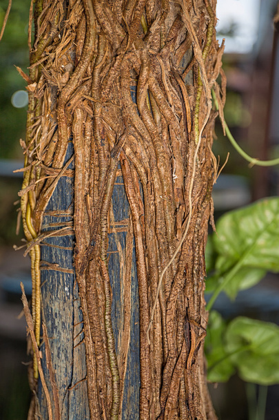Root of Elephant Ear Philodendron - Photo, Image