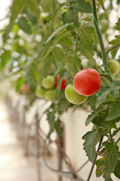 broeikasgassen, landbouw, tomaat - Foto, afbeelding