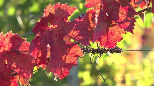 Leaves of vine, red in end of october - Záběry, video