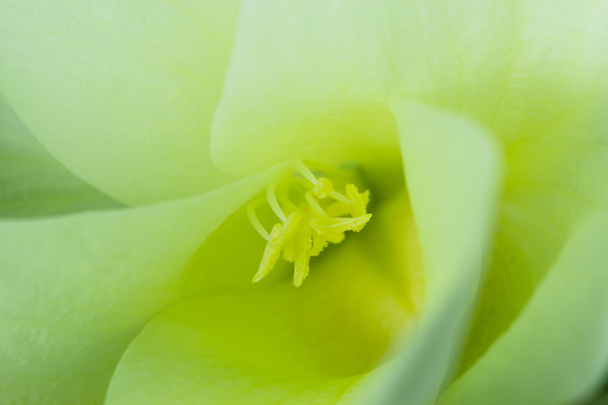 Makro sarı çiçek - Fotoğraf, Görsel