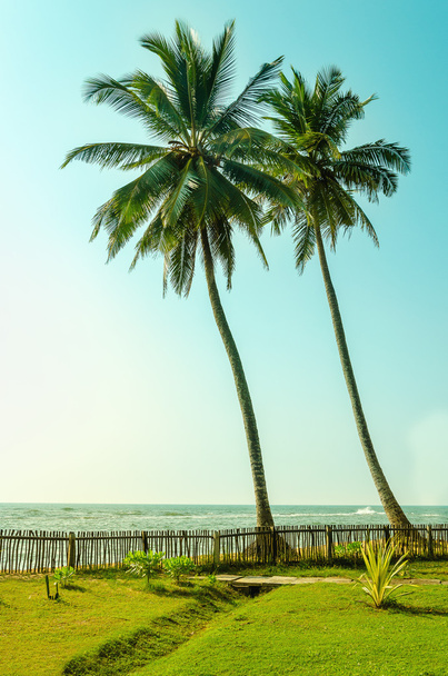 Dwie wysokie palmy na egzotycznych wyspach Azji - Zdjęcie, obraz