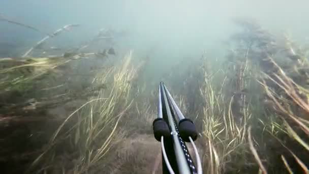 Volný potápěč kopí rybolovu a procházejí Hardcore řasy a viz tráva - Záběry, video