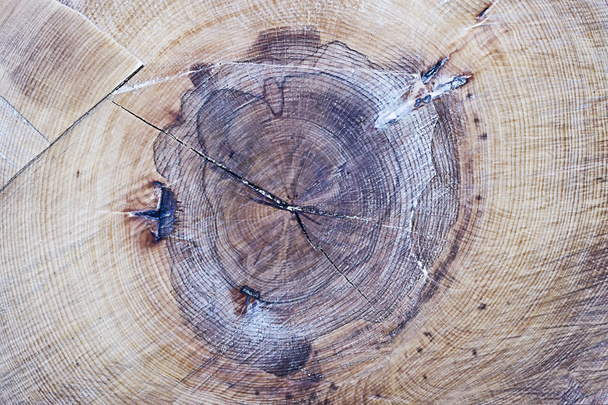 textura de corte de madera
 - Foto, imagen