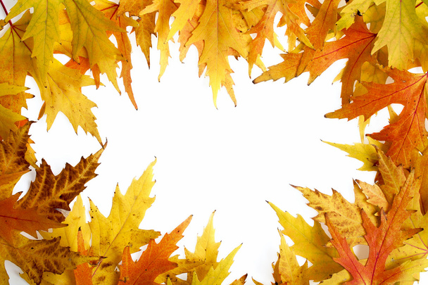 Cadre composé de feuilles d'automne colorées sur fond blanc
 - Photo, image
