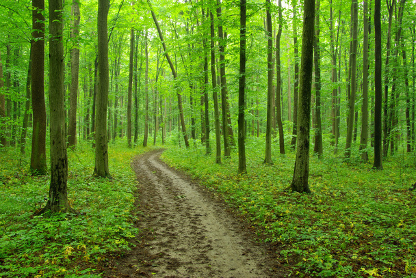 Зеленый лес
 - Фото, изображение