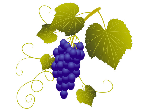 A bunch of blue grapes. - Vector, Image
