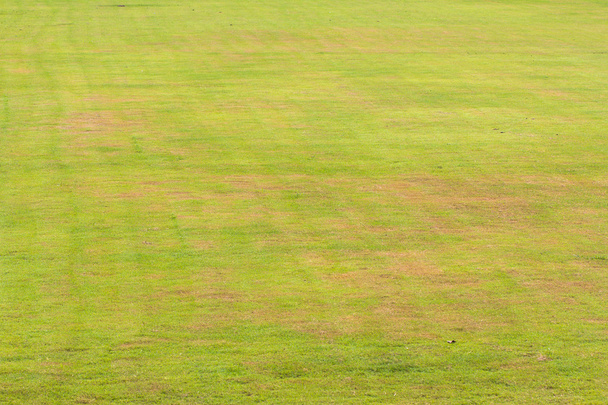 Grünes Gras aus nächster Nähe - Foto, Bild