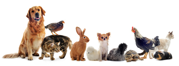 kedvtelésből tartott állatok csoportja - Fotó, kép