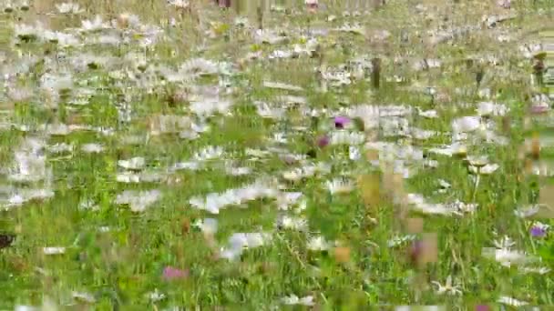 White chamomile flowers swaying in the wind - Footage, Video