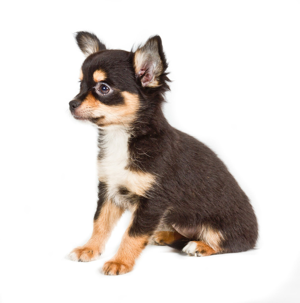 Chihuahua puppy in front of white background - Photo, Image