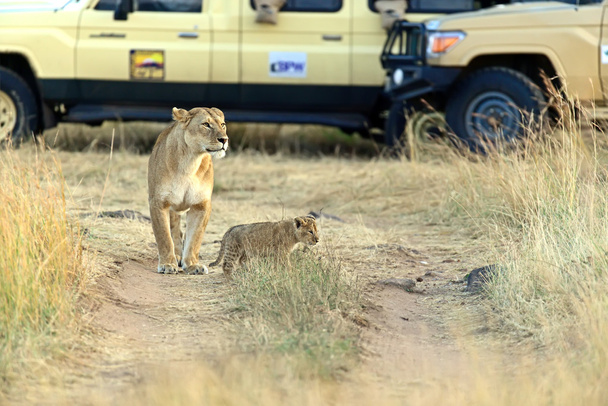 Lion Masai Mara - Fotografie, Obrázek