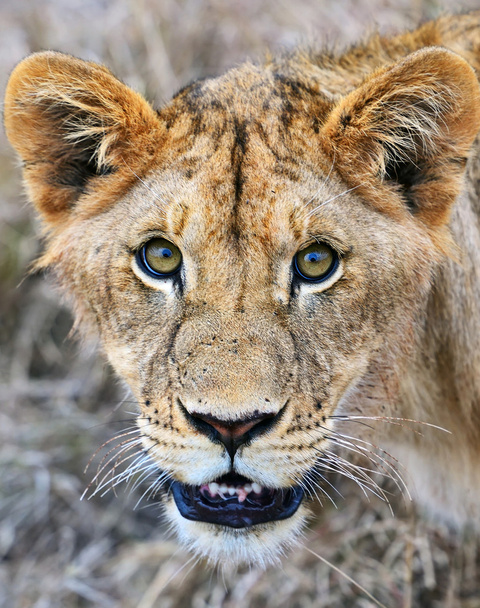 Lwy Masai Mara - Zdjęcie, obraz