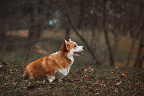 犬の品種のウェルシュ ・ コーギー ・ ペンブローク - 写真・画像