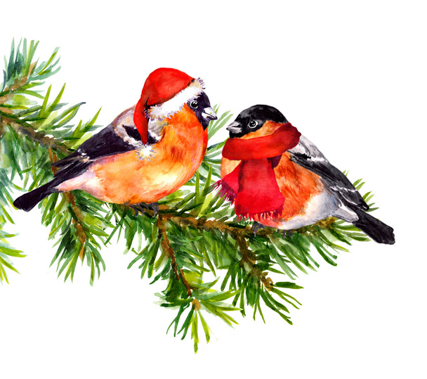Two bullfinch birds in winter clothes on pine tree. Watercolor - Photo, Image