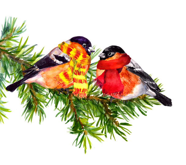 Birds in winter clothes - hat and scarf, on pine tree branch - Photo, image
