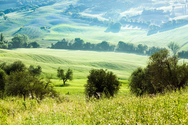 Весенний пейзаж полей Тосканы, Италия
 - Фото, изображение