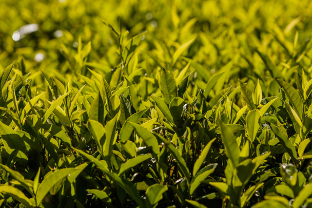 Landscape with green fields of tea in Sri Lanka - Φωτογραφία, εικόνα