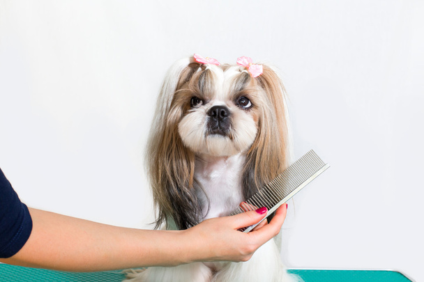 Little beauty shih-tzu dog at the groomer's hand - Фото, изображение