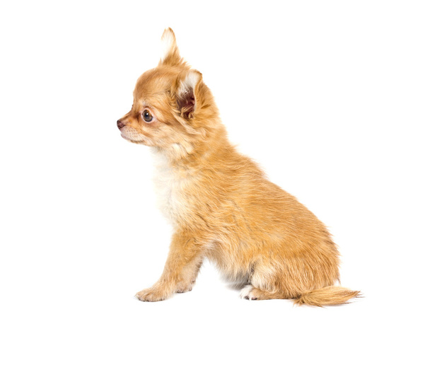 Beyaz arka planda bir chihuahua köpek yavrusu - Fotoğraf, Görsel