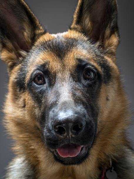 German shepherd dog - Foto, immagini