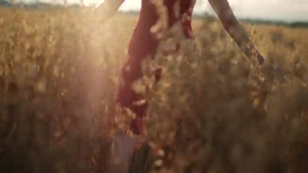 Mujer disfrutando de un paseo en un campo de trigo
 - Imágenes, Vídeo