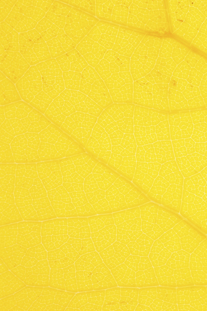 黄色の葉のテクスチャー - 写真・画像