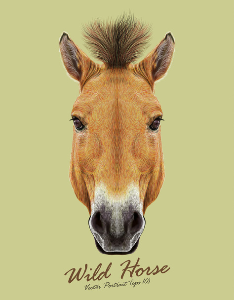 Equus ferus Przewalski cavallo animale viso carino. Vettoriale bellissimo asiatico, ritratto della testa di cavallo selvaggia del mongolo Przewalski. Ritratto realistico di pelliccia di giumenta marrone isolata su sfondo verde
. - Vettoriali, immagini