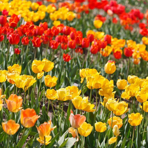 Beautiful tulips - Fotoğraf, Görsel