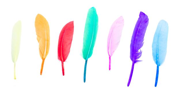 row of multicolored bird feathers - Fotografie, Obrázek