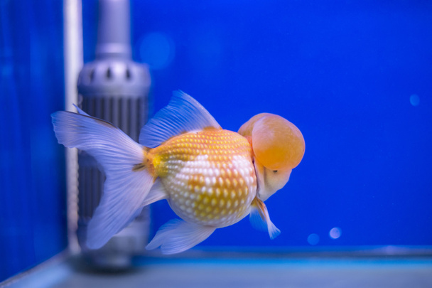 Coroa pérola peixinho dourado
 - Foto, Imagem