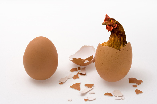 курка в яйці на білому тлі, шкаралупа птахів та яєць
 - Фото, зображення
