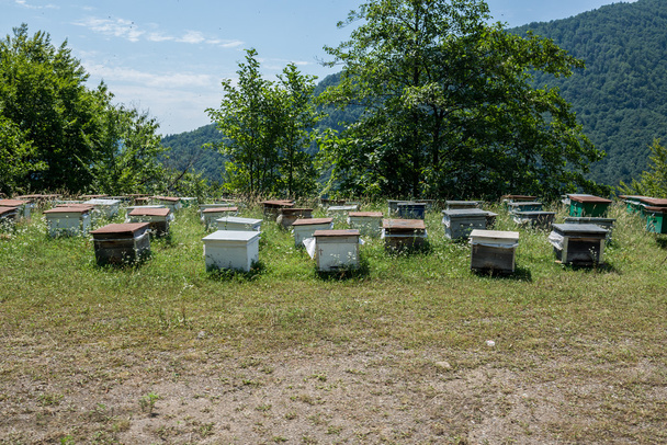 bee yard in - Photo, Image