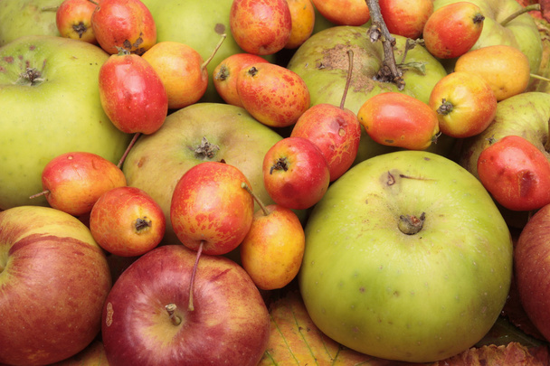 Herfst vruchtenmengsels - Foto, afbeelding