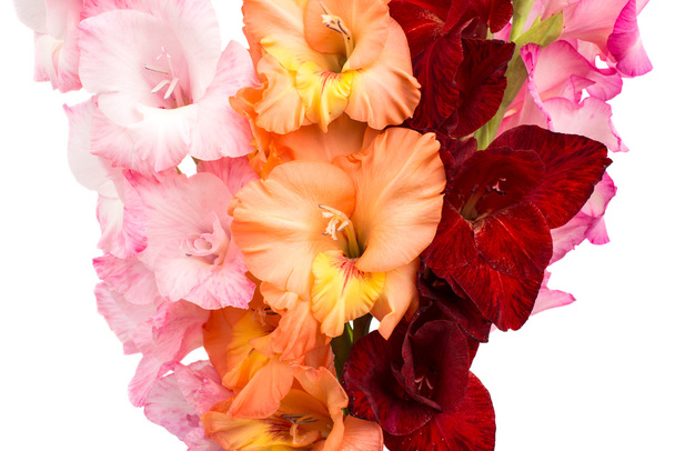 bouquet di gladiolo
 - Foto, immagini